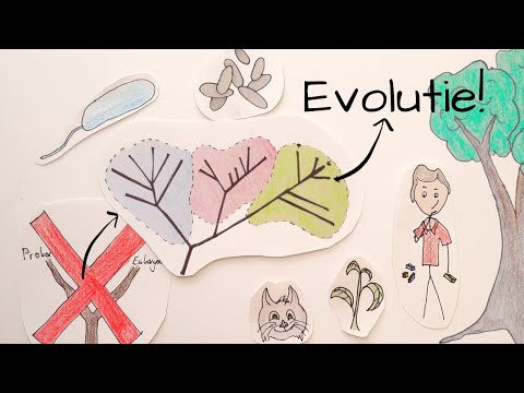 Video: Wat is die drie domeine in biologie?