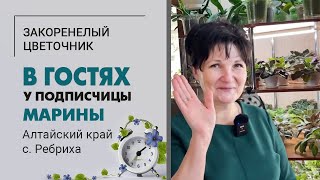 В гостях у подписчицы Марины. Алтайский край, село Ребриха | Фиалки, папоротники, замиокулькас, хойи