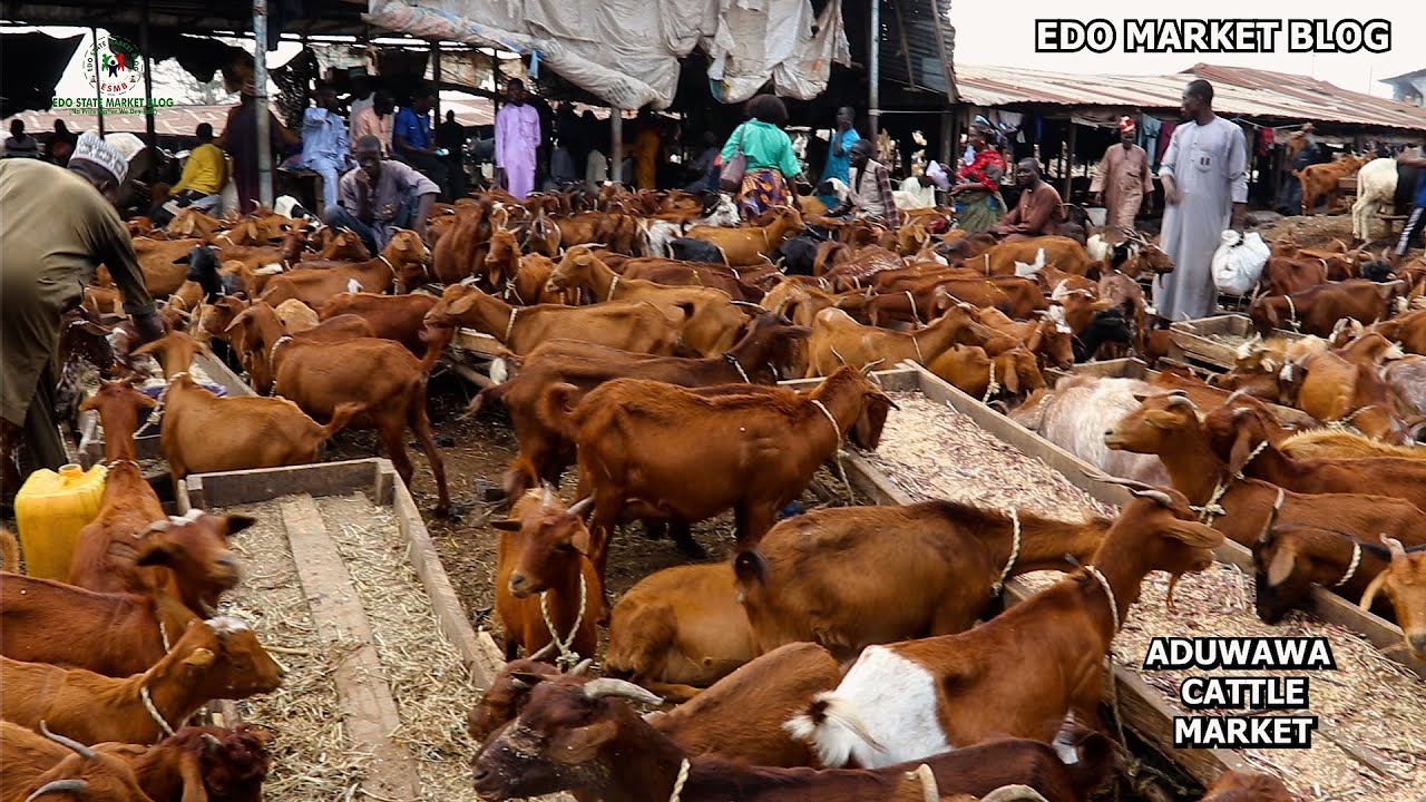 РЫНОК СКОТА АДУВАВА