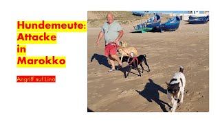 Marokko 2023 , Folge 8 Angriff Der Hundemeute Auf Lino - Wie Wir Uns Ab Sofort Schützen Werden.