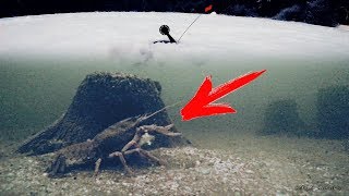 ШОК! РАК КЛЮНУЛ НА ЖЕРЛИЦЫ!!! Зимняя рыбалка на раков ШОК! РАК КЛЮНУЛ НА ЖЕРЛИЦЫ!!! Зимняя рыбалка на раков