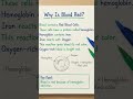 why blood is red ?||♡ #studywithme #notes #likeandsubscribe #comment comment me any problem on these