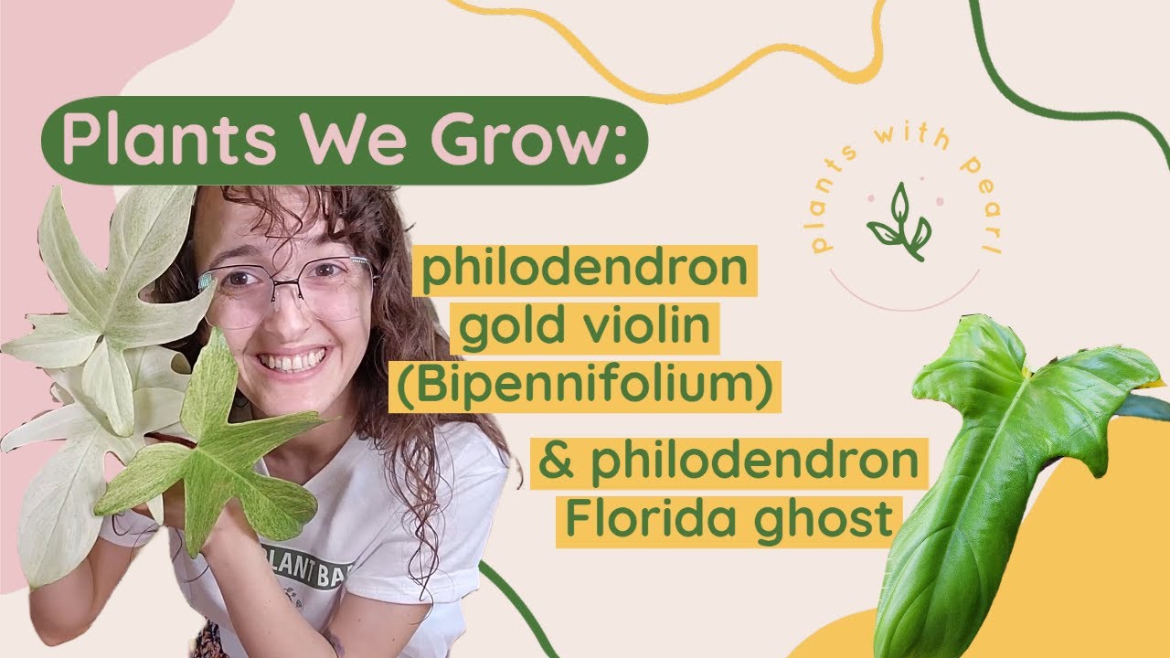 Plants We Grow- Episode 5: philodendron gold violin (Bipennifolium) &  philodendron Florida ghost