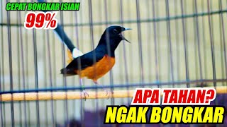 Download Lagu Pancingan Murai batu Gacor Nembak, Ampuh Naikkan Emosi Murai batu Malas Bunyi Cepat Gacor MP3