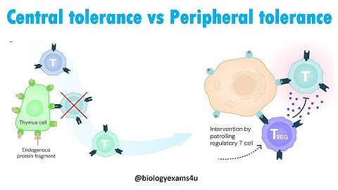 Verschil tussen centrale en perifere tolerantie in de immunologie