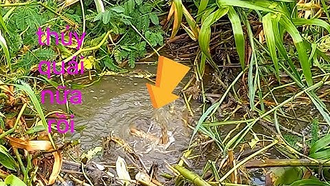 CÂU CÁ RÔ ĐỒNG,Chạm Trán Thủy Quái,Công Cần,Nổ Cước Luôn.Trung Miền Tây.T183