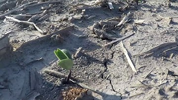 Early Growth of a Soybean Plant