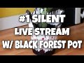 #1Silent Live Stream with Black Forest in the background| Let&#39;s talk in the live chat below