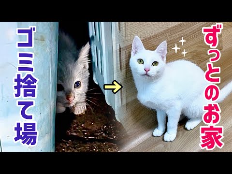 独りゴミ捨て場で鳴いていた子猫が､幸せを掴むまでの半年間の軌跡