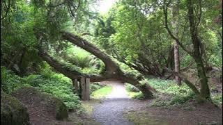 Ireland - Beara Way - part 09 - Lauragh - Dereen Garden