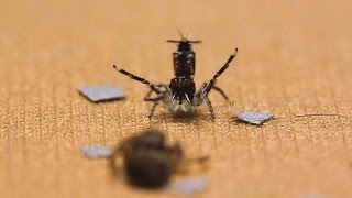 Shake Your Silk-Maker: The Dance of the Peacock Spider