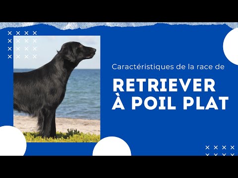 Vidéo: Race De Chien Retriever à Poil Plat Hypoallergénique, Santé Et Durée De Vie