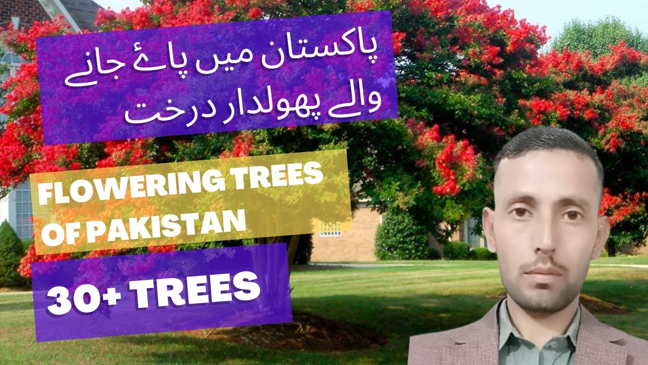 Flowering Trees In Pakistan Pakistan Kay Phol Dar Darakhat Flowers Of Flowering Trees In Pakistan Pakistan Kay Phol Dar Darakhat Flowers Of