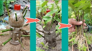 Unique ideas cutting growing #lemon  tree in Botal  #नींबू का कटिंग लगाने का गजब ताड़िका