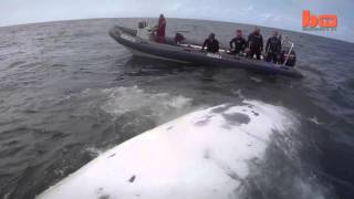 Sharks Feast On Massive Whale Carcass R-F