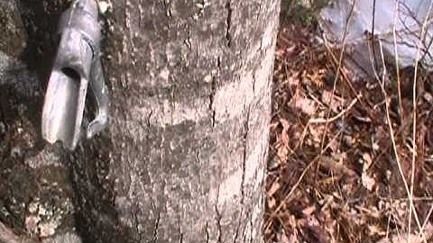 How to tap a maple tree part 3