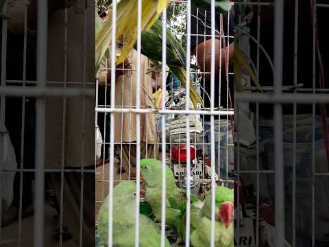 Green Parrots, Lalukhet