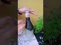 Very easy Zebra bottle art