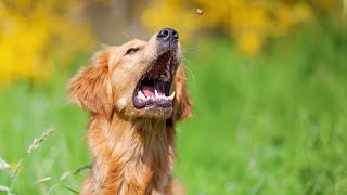 How To Teach A Dog To Catch Treats