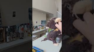 Dogs have a favorite toys (Part 3)  #dog #doglover #dogvideos