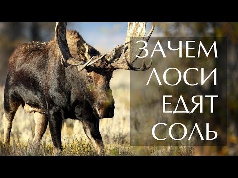 Зачем лоси едят соль