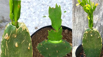 how to transplant the quỳnh flower into the cactus brush