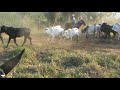 Garrotada em fazenda no Pará / Pecuária de corte