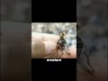 fairies in the Appalachian Mountains
