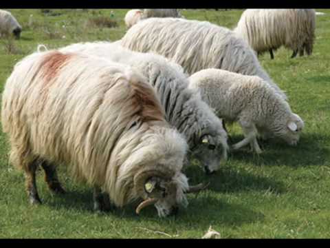 ioana radu ciobanas cu trei sute de oi
