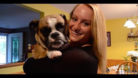 How to Build Your Own Pet First Aid Kit