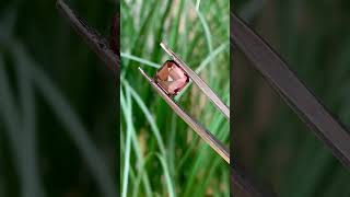 Were High-Lighting This 4.20 Carat Imperial Zircon Gem