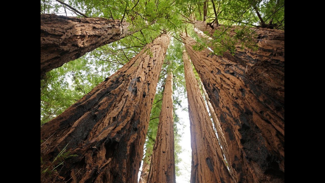Coastal Redwoods #1 - 3rd Grade - English - 11/3 | California Academy of Sciences