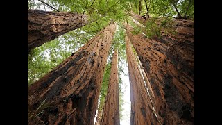 Coastal Redwoods #1 - 3rd Grade - English - 11/3 | California Academy of Sciences Net Worth