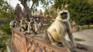 Funny Langur Video||Monkey Playing Video