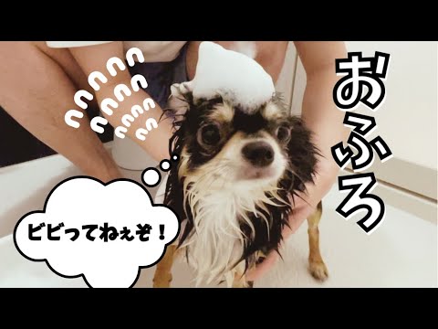 【ロングコートチワワ】愛犬をお風呂に入れてみたら、反応がかわいすぎた。／一人暮らし独身男とチワワのゆるい日常。