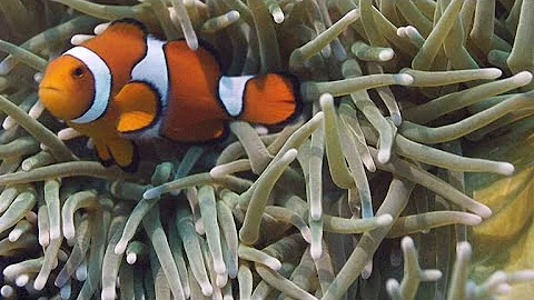 Never-Before-Seen Footage of Clownfish Hatching - DayDayNews