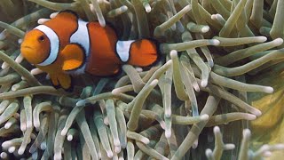 NeverBeforeSeen Footage of Clownfish Hatching