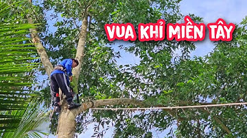 Thót tim !! Vua khỉ cùng đệ T.ử cưa hạ 7 cây Tràm lớn trong không gian hẹp (2/3)...