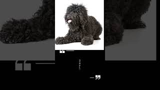 Barbet a dog that could use it's own stylist and groomer #dogbreeds#doglover#subscribe#shorts#fyp#fy