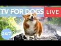 TV for Dogs! Chill Your Dog Out with this 24/7 TV and Music Playlist