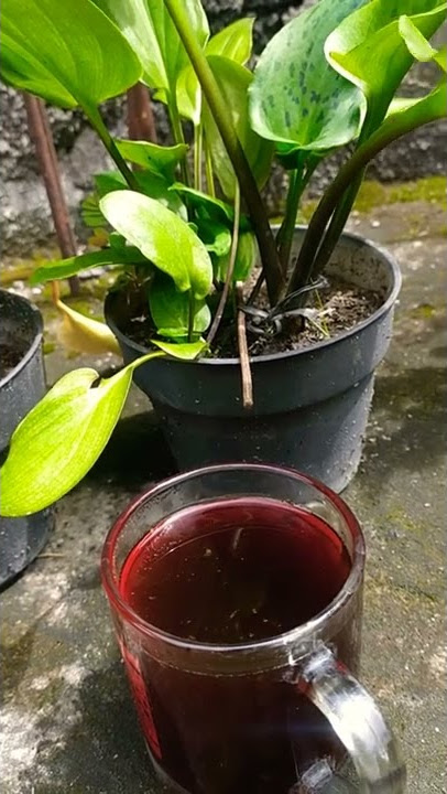 Story Wa Ngopi, Senin 7 Februari 2022