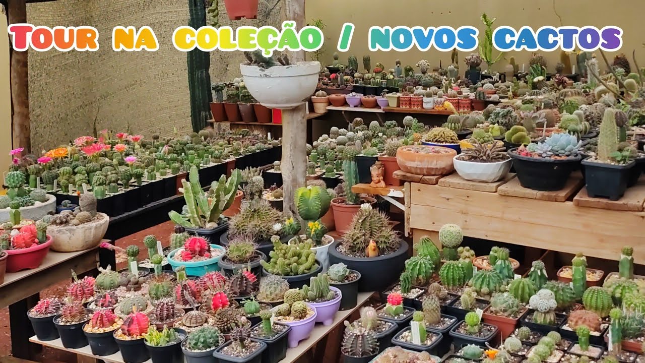 MUDANÇAS NA COLEÇÃO, NOVOS CACTOS VENHA VER 💚🌵