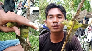 Trik rahasia untuk mikat burung kolibri kelapa yang susah turun dan susah hinggap ke polot