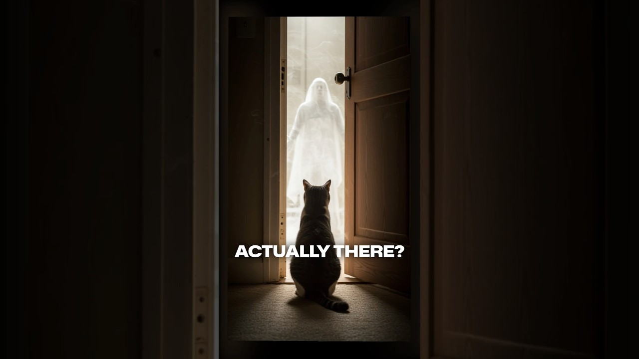 Do Animals See The Spiritual Realm?! 