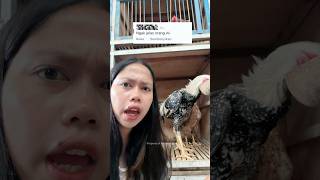 Aku emang gak jelas tapi ayamku yang jelas😍 #jelas #ayamhias  #viral