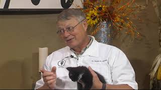 Pet Doc: Fever in cats