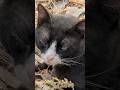 Милый няшный кот мультяшный Tuxedo cat Смешные котики Funny cats Cute animals Nature Trend Meow Top