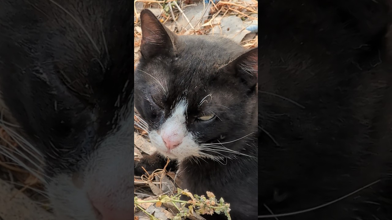 Милый няшный кот мультяшный Tuxedo cat Смешные котики Funny cats Cute animals Nature Trend Meow Top