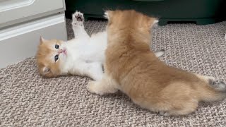 Three Little Golden Kittens playing! 🤣😺 British Shorthair Kittens and Mother Cat by British blue cats 8,044 views 1 year ago 2 minutes, 50 seconds