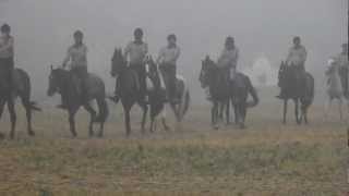 Grullo  or Grulla What Is A Grullo Horse